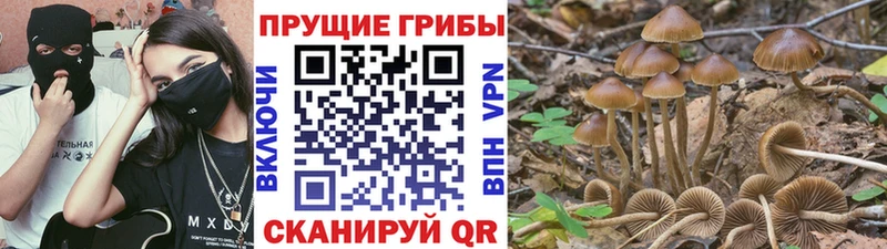 Псилоцибиновые грибы прущие грибы  Новороссийск 